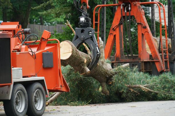 Best Tree Trimming and Pruning  in Trevorton, PA